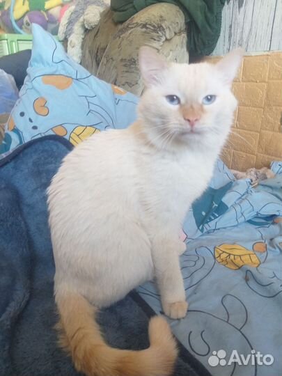 Отдам кота и кошку