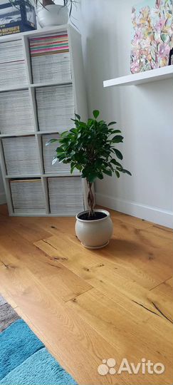 Фикус плетеный Мокламе 65 см