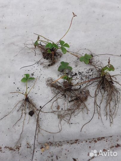 Клубника малина