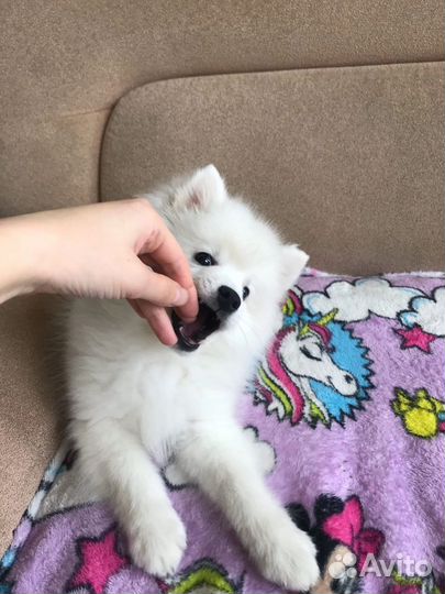 Маленькие медвежата