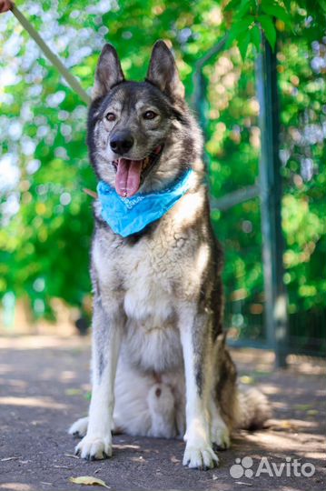 Гром воспитанный бывшедомашний пес