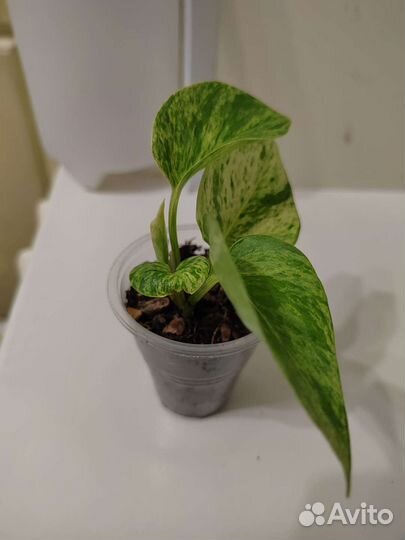 Эпипремнум Марбл Квин