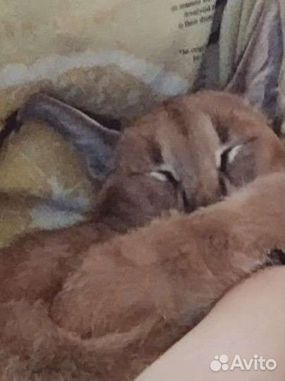 Домашний стационар.Догситтер.Дрессировка