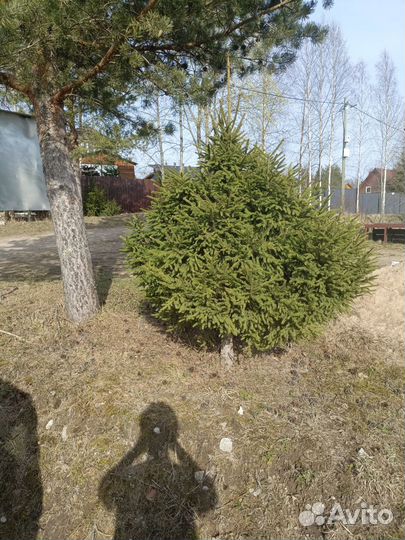 Ёлки для живой изгороди