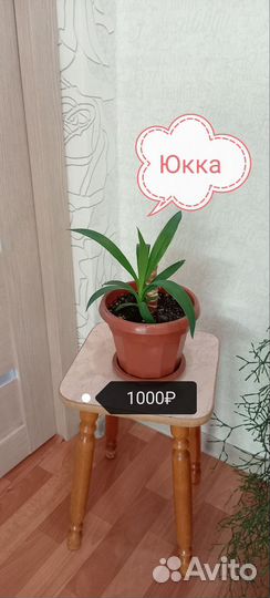 Пальма Юкка