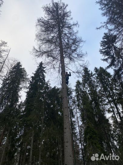 Спил деревьев