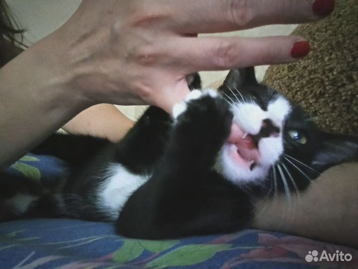 Котёнок в добрые руки