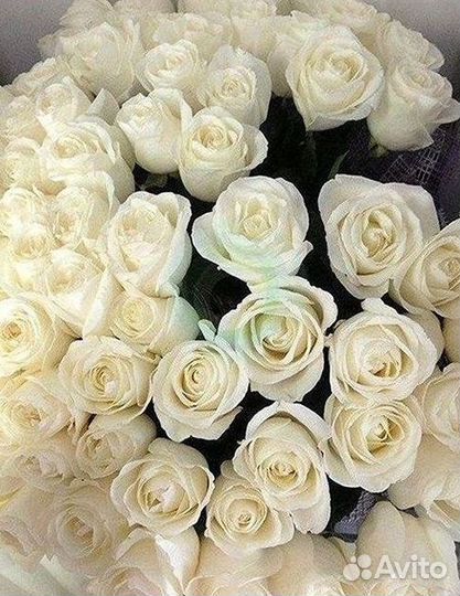 Розы гиганты 140 150 160 170 180 200