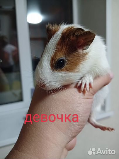Морские свинки