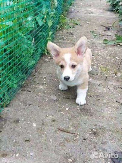 Вельш-корги пемброк