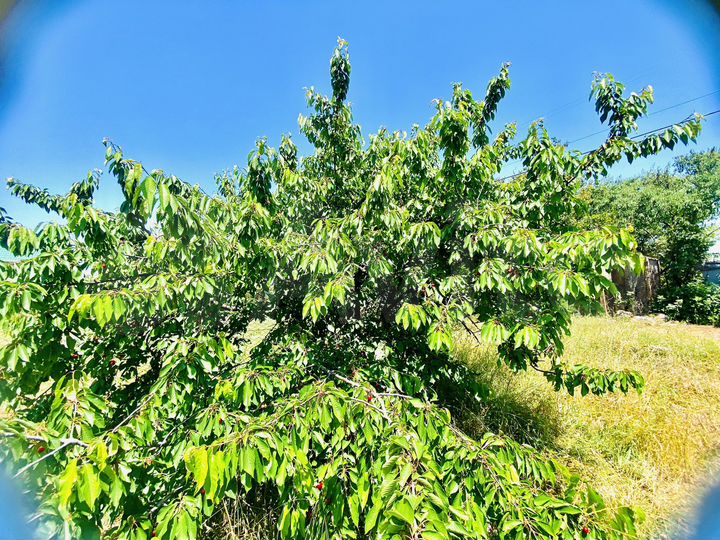 Участок 4 сот. (СНТ, ДНП)