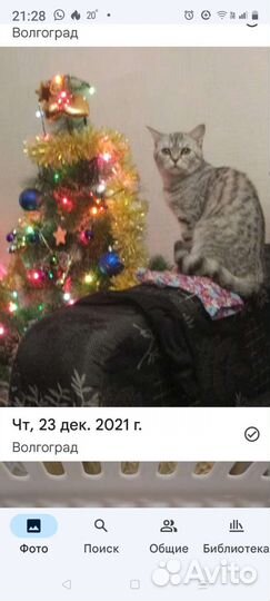 Кошка в добрые руки