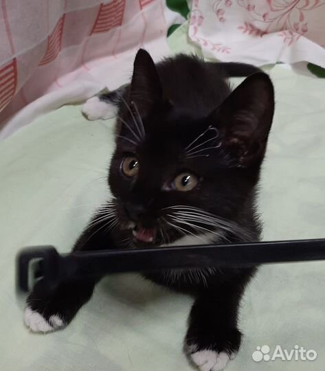 Котенок-девочка 3 мес