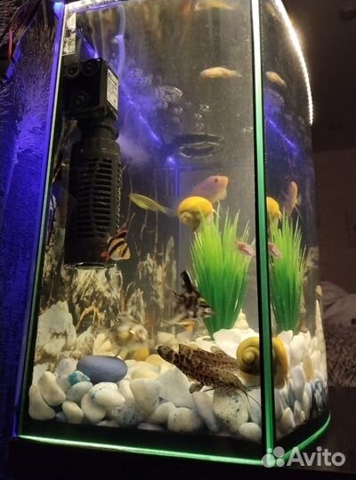 Аквариум