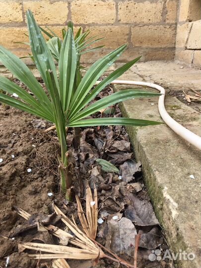 Пальмы, саженцы и семена Трахикарпус форчуна