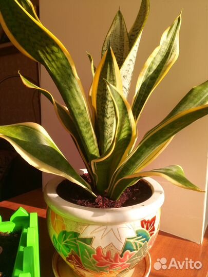 Сансевиерия сортовая