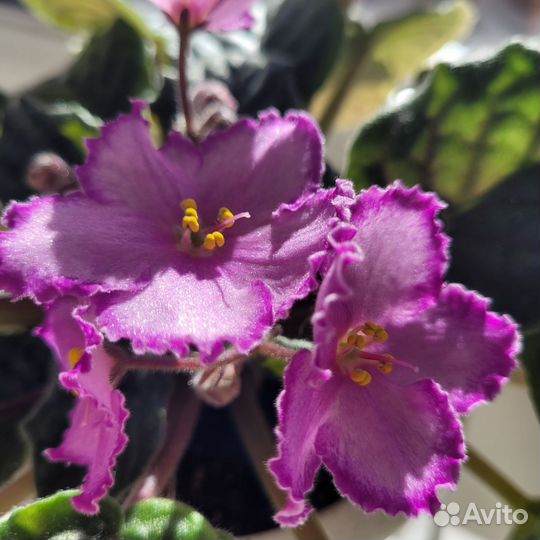 Сортовые фиалки