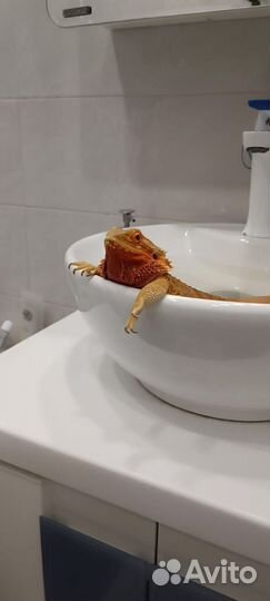 Передержка рептилий