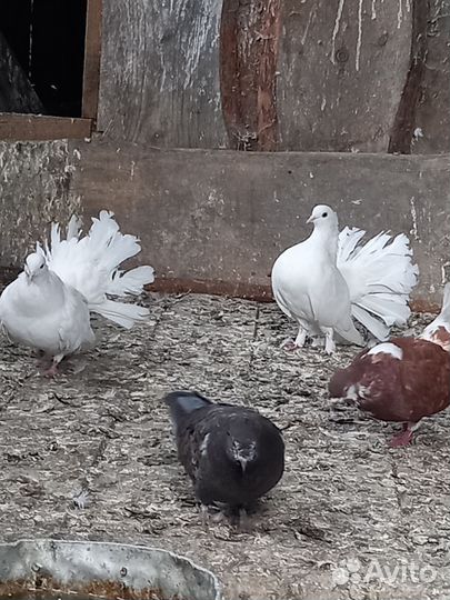 Голуби павлины