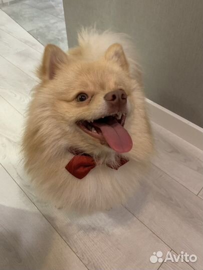 Шпиц для вязки