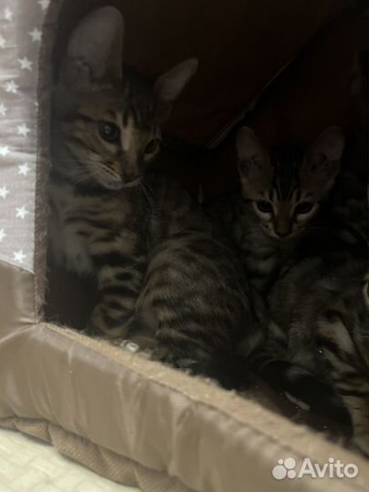 Бенгальская