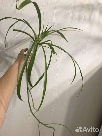 Хлорофитум