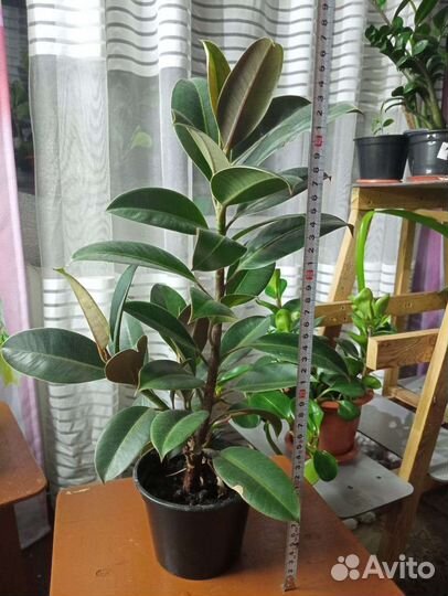 Цветы Фикус Роза Пеперомия