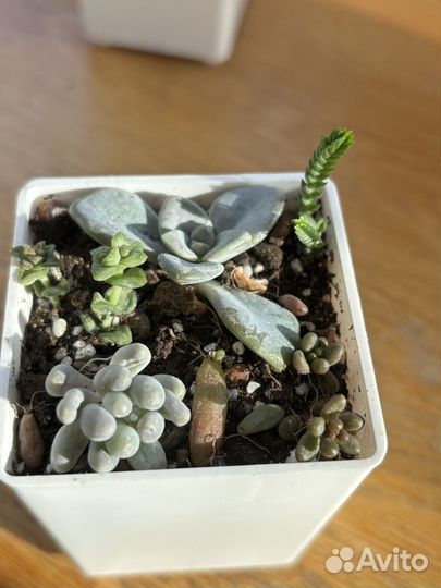 Суккуленты и садики