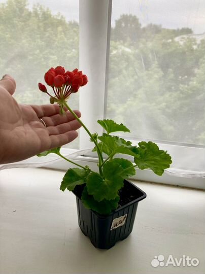 Пеларгония герань тюльпановидная