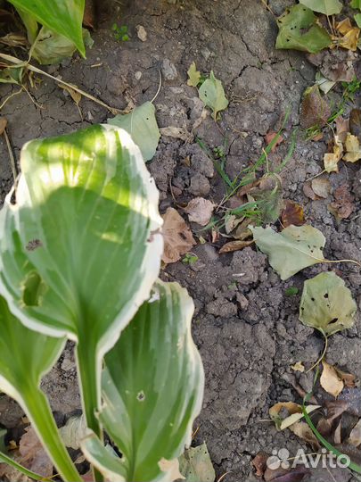 Ирисы, ромашка крупная, юкка