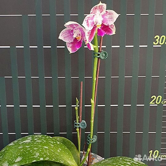 Орхидея ароматная Phal. Lyndon Mix Zebra '823'