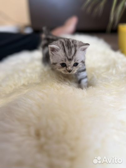 Британские мраморные котята