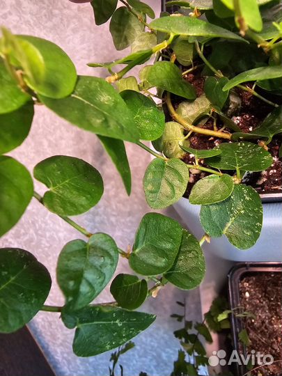 Фикусы пумила, пеллиония даво срезы