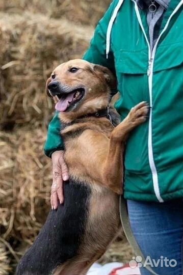 Собака в добрые руки