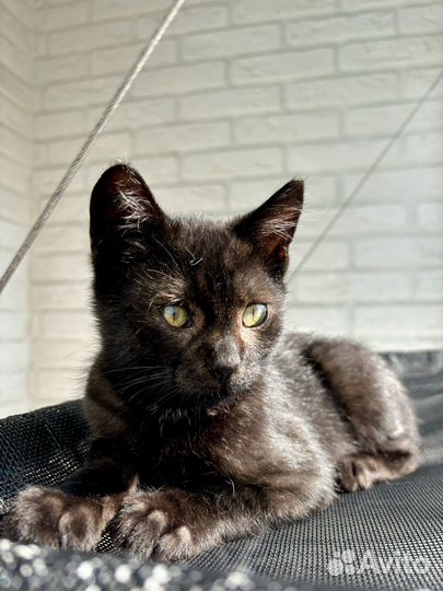 Мальчик 2 мес