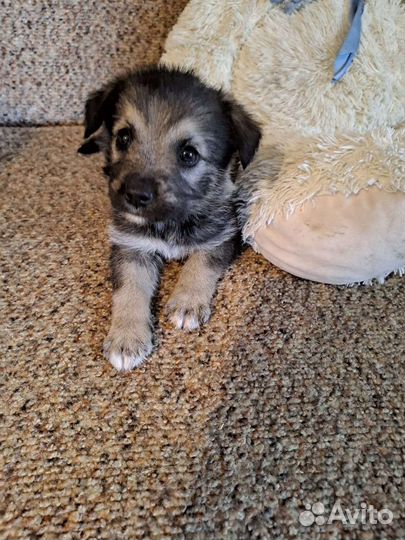 Щенок девочка 2 месяца в добрые руки