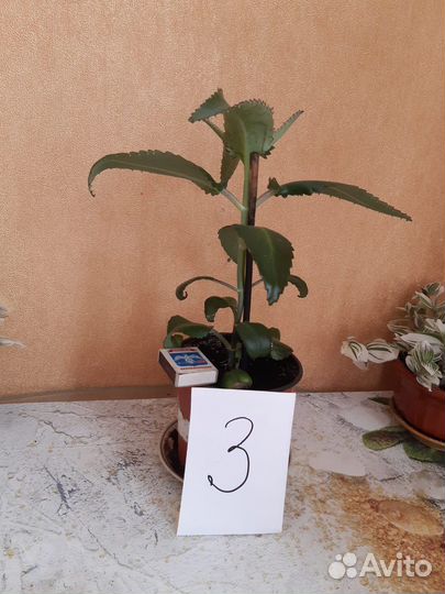 Каланхоэ лечебное