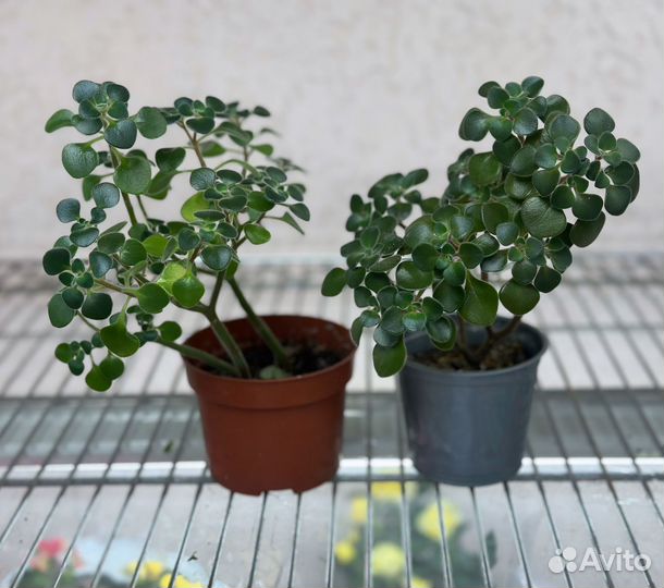 Аихризон дерево любви