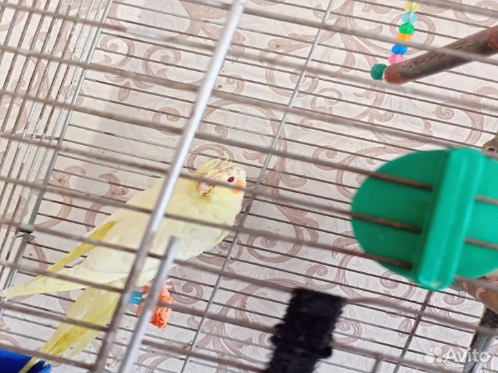 Попугай корелла птенцы