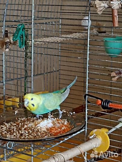 Волнистый попугай