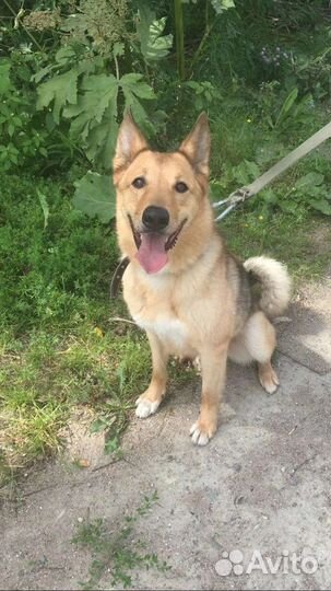 Собаки в дар бесплатно