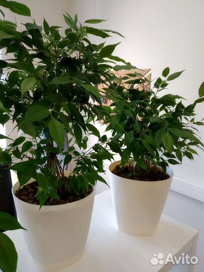 Фикус Бенджамина варьегата и Наташа, Тинеки