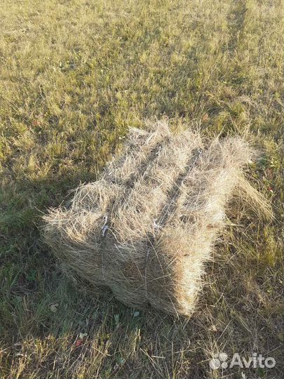 Сено в квадратных тюках