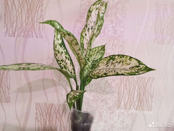 Монстера и др., добавляем