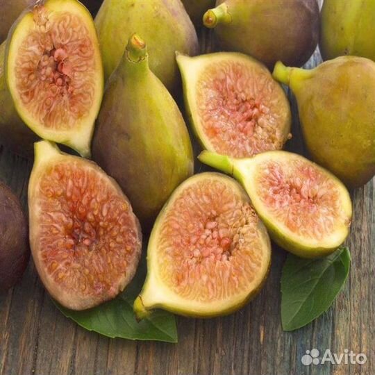 Саженцы инжира Долматинского