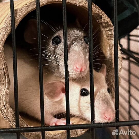 Крысята дамбо