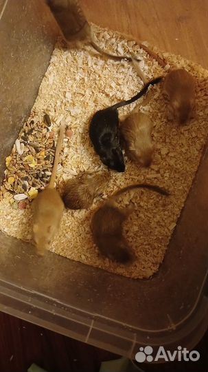 Мышь песчанка