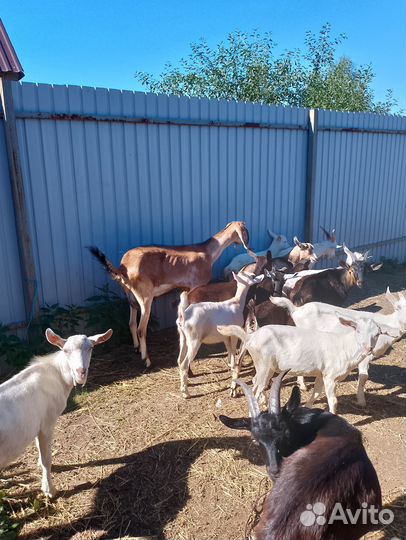 Нубийско-заненские козочки