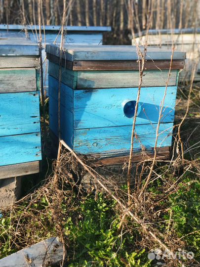 Ульи дадан 12 рамочные