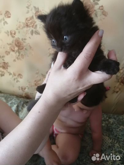 Котенок мальчик бесплатно